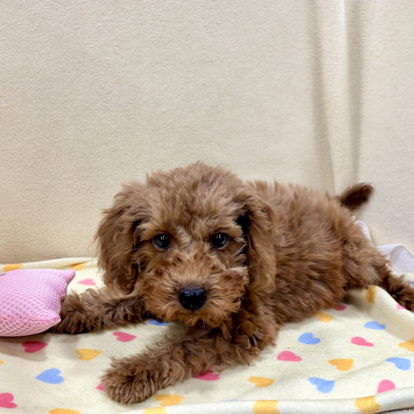 ミックス犬 - 画像 (3)