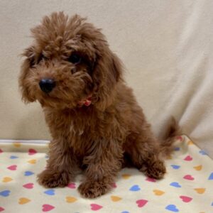 Alternative view of ミックス犬