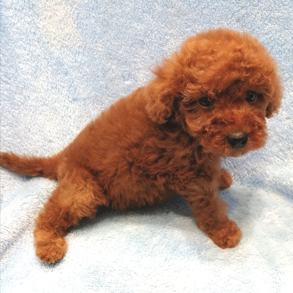 ミックス犬 - 画像 (4)