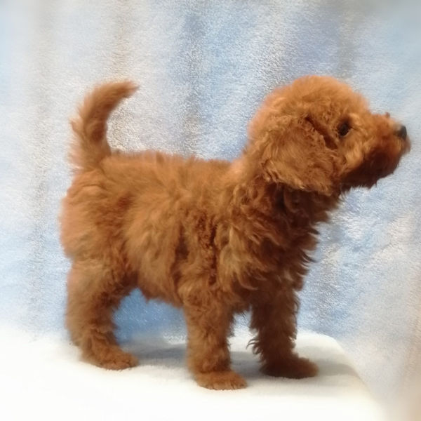 ミックス犬 - 画像 (4)