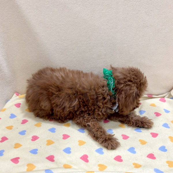 ミックス犬 - 画像 (4)