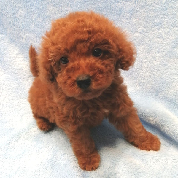 ミックス犬 - 画像 (5)