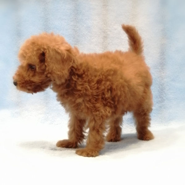 ミックス犬 - 画像 (5)