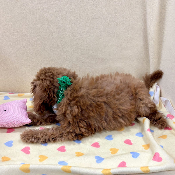 ミックス犬 - 画像 (5)