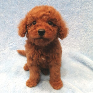 Alternative view of ミックス犬