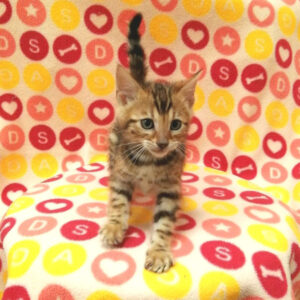 Alternative view of ベンガル