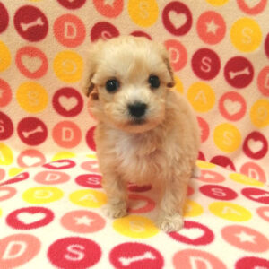 Alternative view of ミックス犬