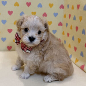 Alternative view of ミックス犬