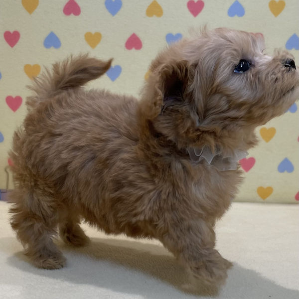 ミックス犬 - 画像 (5)