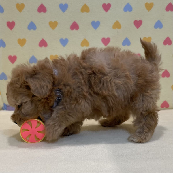 ミックス犬 - 画像 (4)