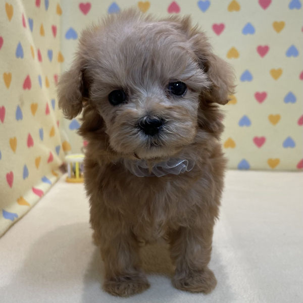 ミックス犬 - 画像 (3)