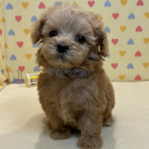 Alternative view of ミックス犬