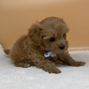 Alternative view of ミックス犬