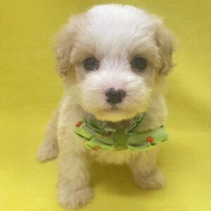 Alternative view of ミックス犬