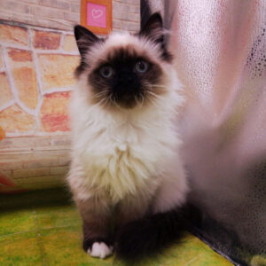 Alternative view of ラグドール