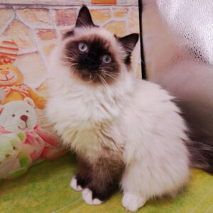 Alternative view of ラグドール