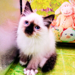 Alternative view of ラグドール