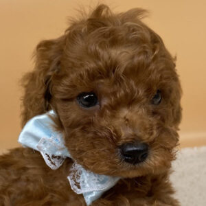 トイ・プードル