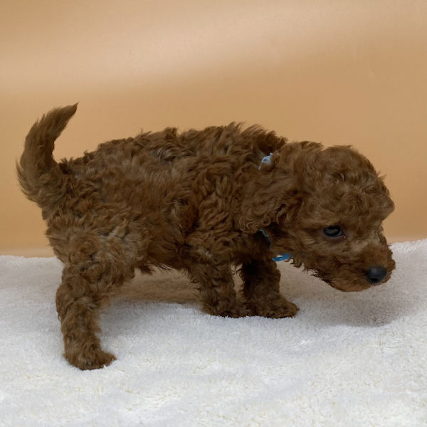 トイ・プードル - 画像 (3)