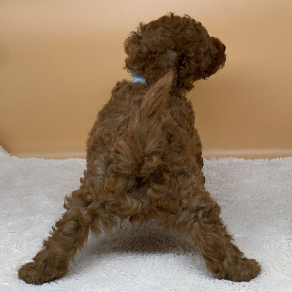 トイ・プードル - 画像 (5)