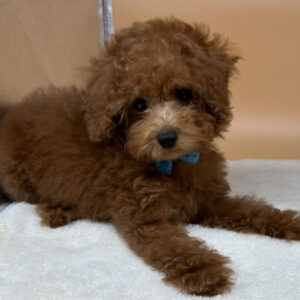 Alternative view of トイ・プードル