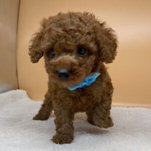 Alternative view of トイ・プードル