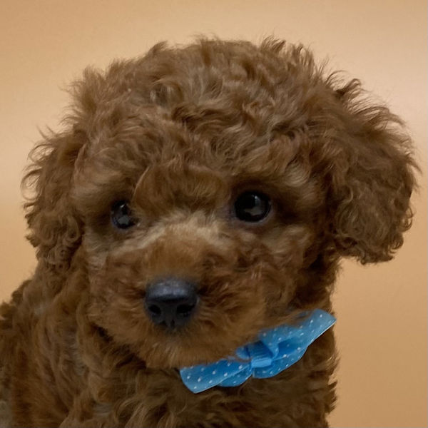 トイ・プードル