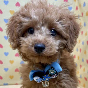 トイ・プードル