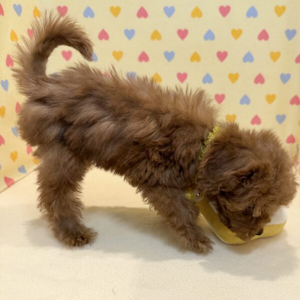 トイ・プードル - 画像 (5)