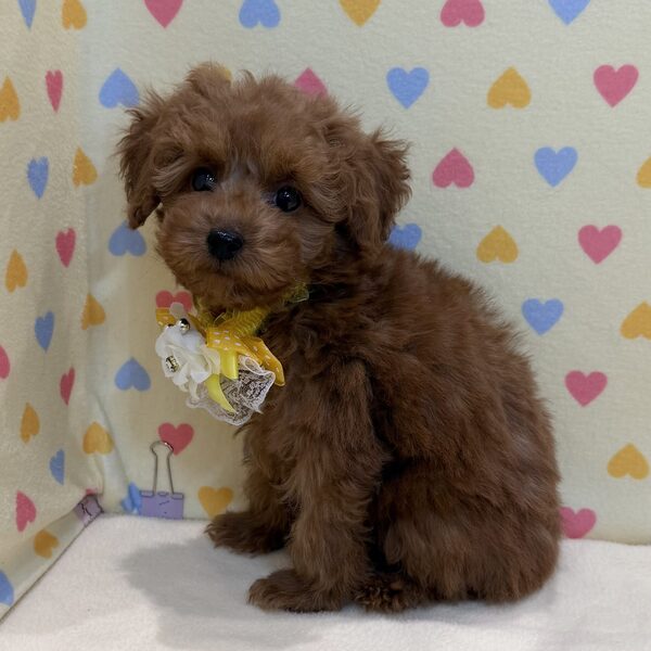 トイ・プードル - 画像 (4)