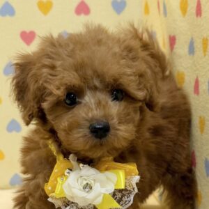 トイ・プードル