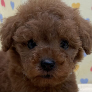 トイ・プードル