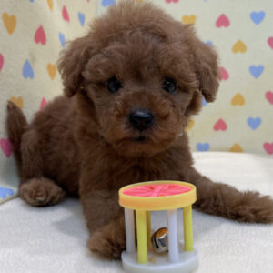 Alternative view of トイ・プードル