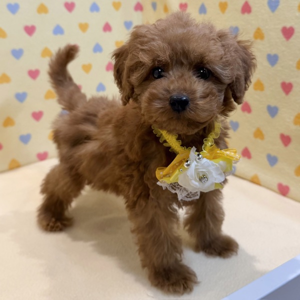 トイ・プードル - 画像 (2)