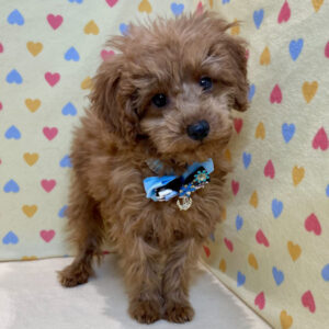 Alternative view of トイ・プードル