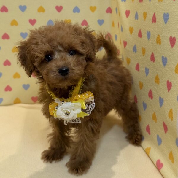 トイ・プードル - 画像 (3)