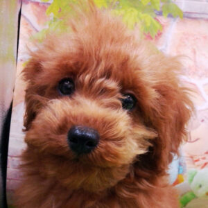 トイ・プードル