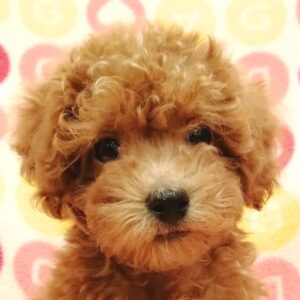 トイ・プードル