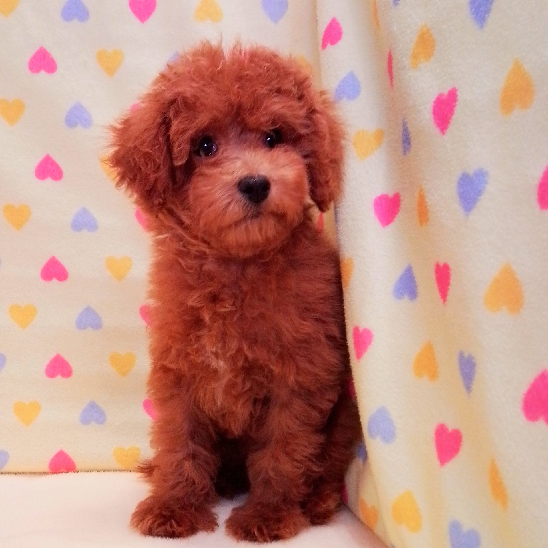 トイ・プードル - 画像 (2)