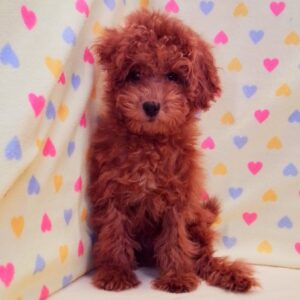 Alternative view of トイ・プードル