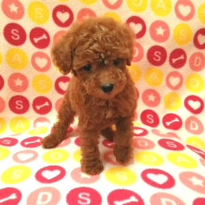 Alternative view of トイ・プードル