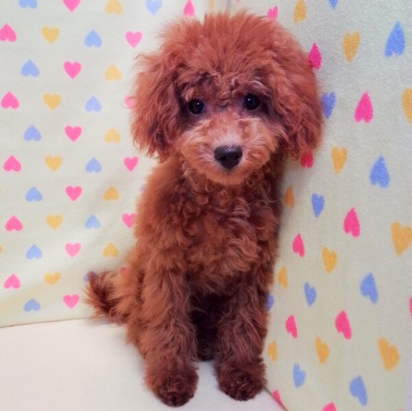 トイ・プードル - 画像 (2)