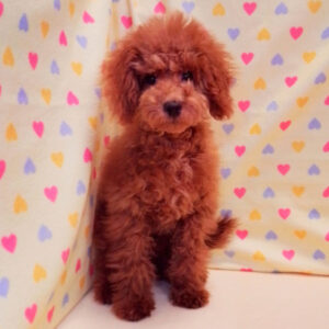 Alternative view of トイ・プードル