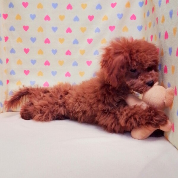トイ・プードル - 画像 (4)