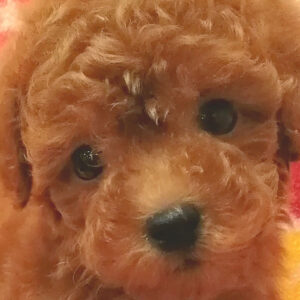 トイ・プードル