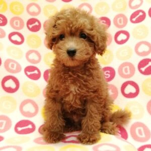 Alternative view of トイ・プードル