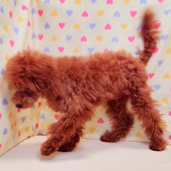 トイ・プードル - 画像 (5)