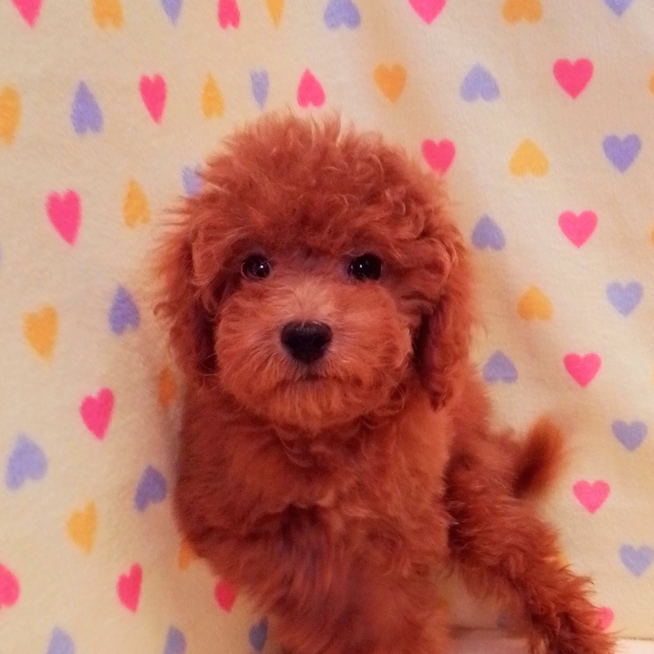 トイ・プードル - 画像 (5)