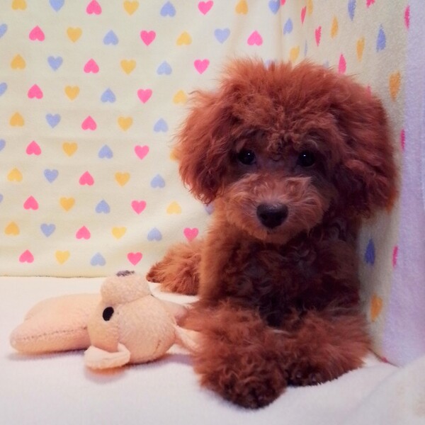 トイ・プードル - 画像 (3)