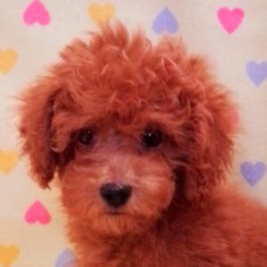 トイ・プードル